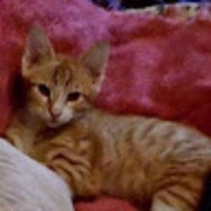 Meet your Posher, Catherine